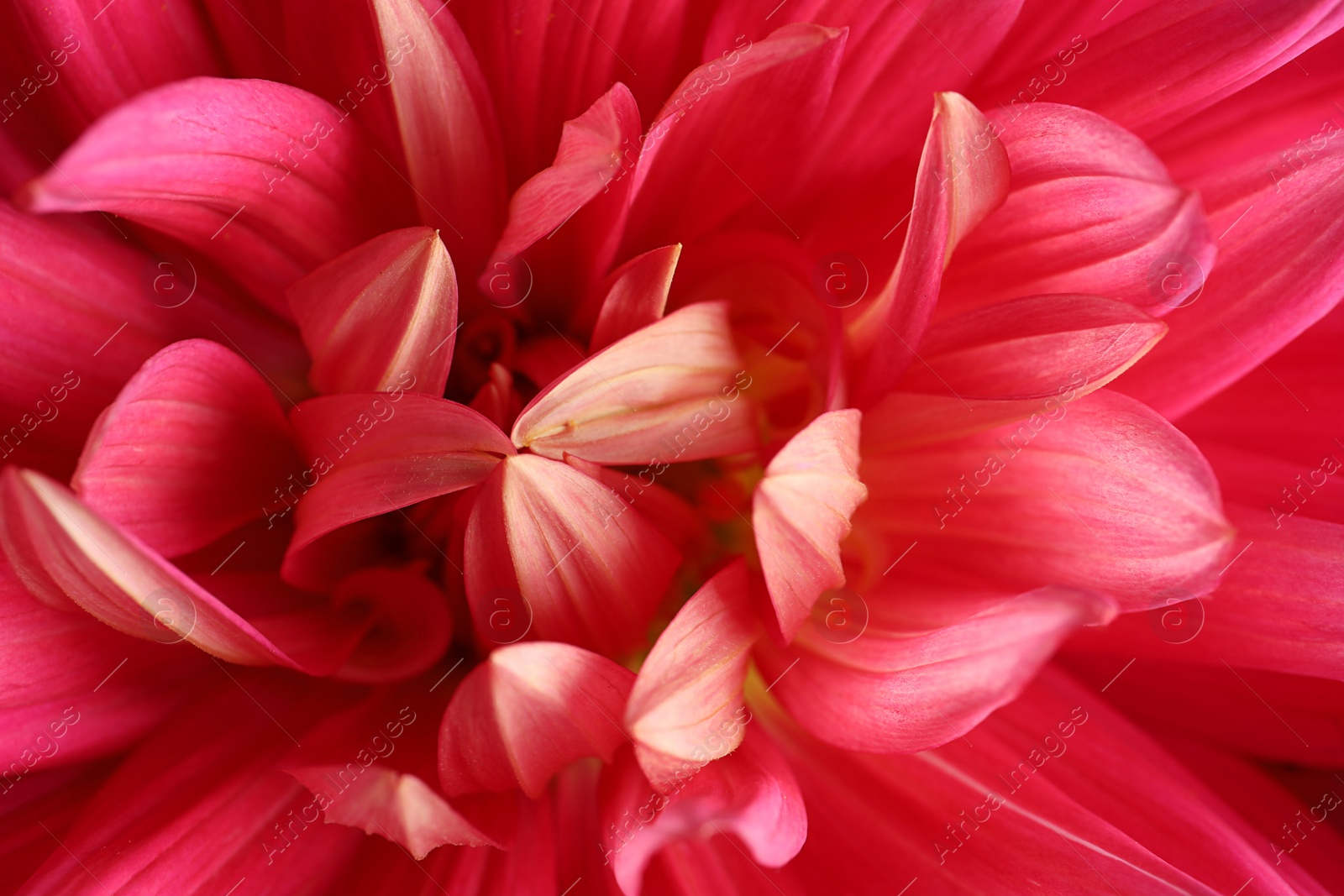 Photo of Beautiful pink dahlia flower as background, closeup