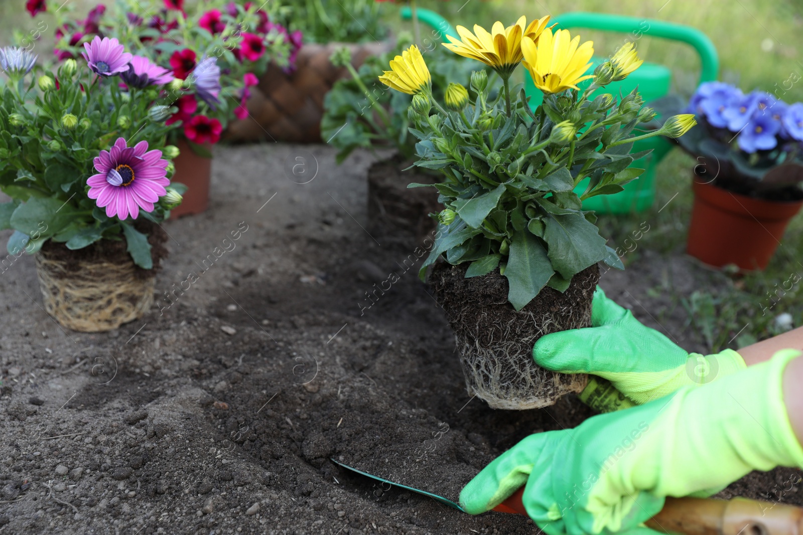 Photo of Woman in gardening gloves planting beautiful blooming flowers outdoors, closeup