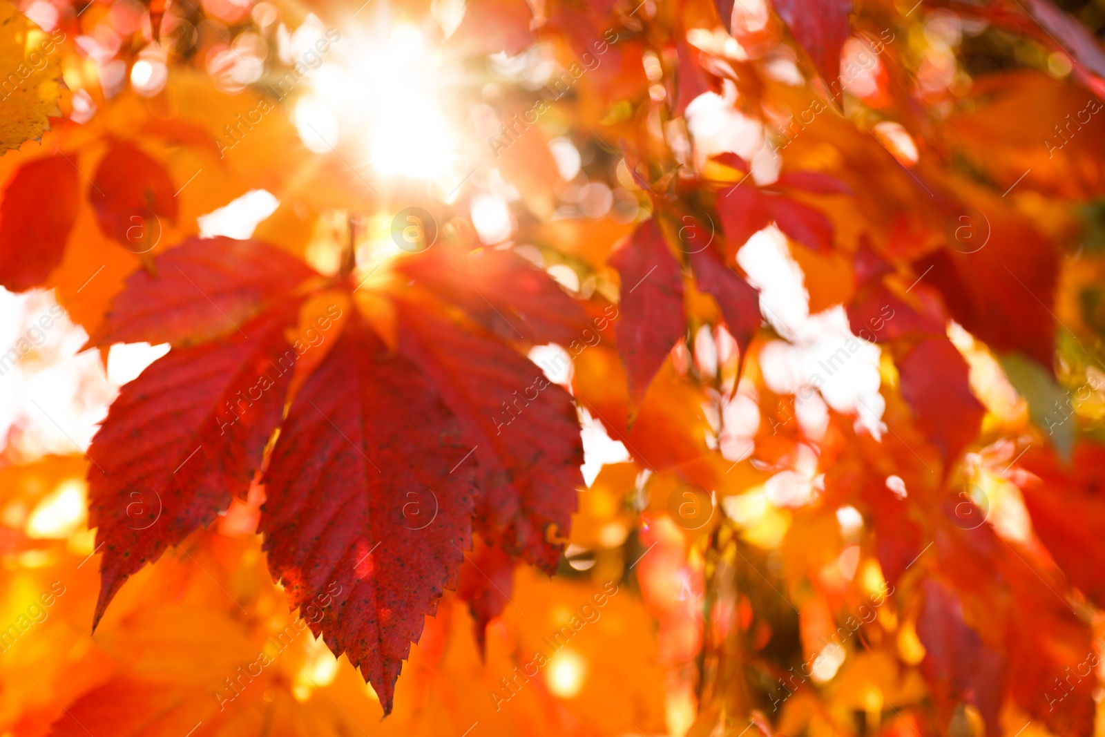 Photo of Tree branches with bright leaves in park, closeup. Autumn season