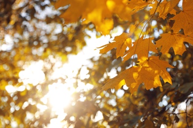 Photo of Tree branch with sunlit golden leaves in park, closeup. Autumn season