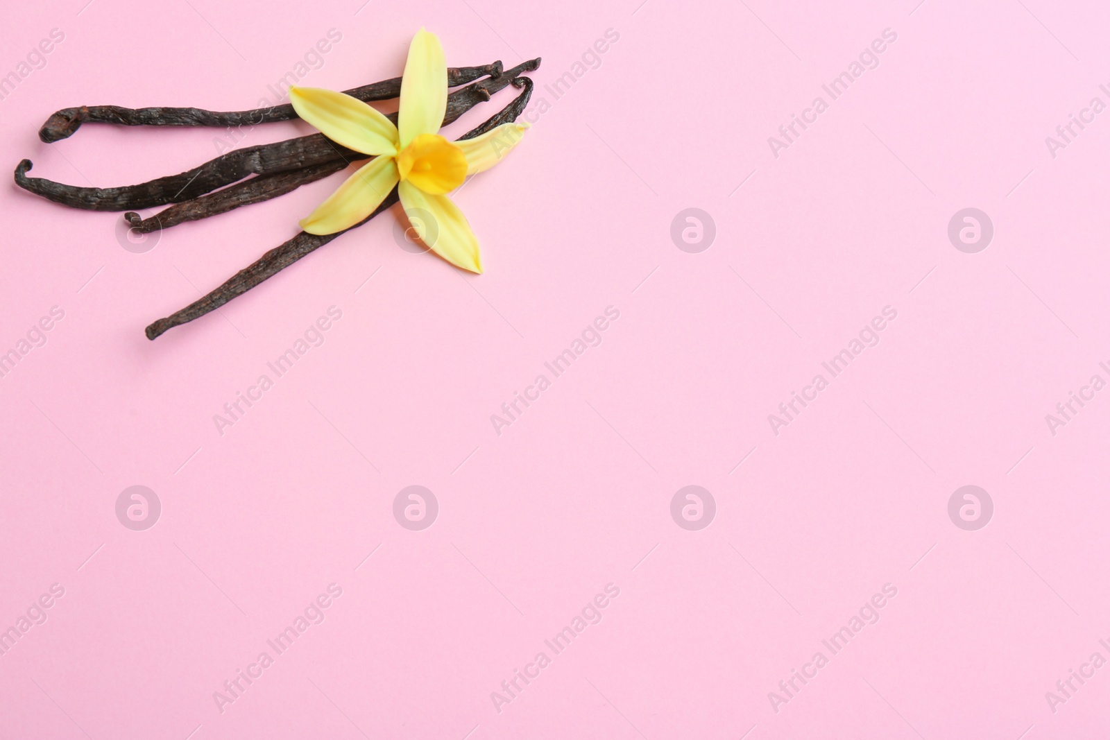 Photo of Flat lay composition with vanilla sticks and flower on pink background. Space for text