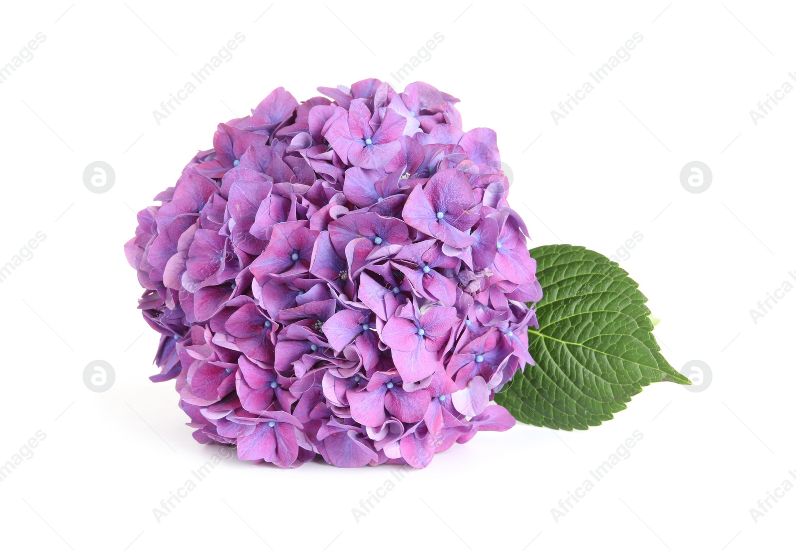 Photo of Branch of hortensia plant with delicate flowers on white background