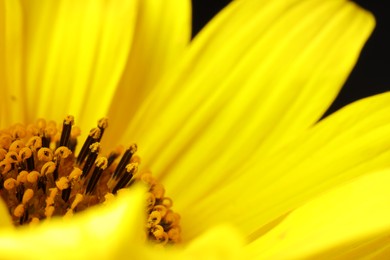 Photo of Beautiful flower with yellow petals, macro view