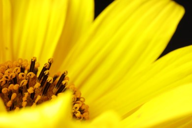 Beautiful flower with yellow petals, macro view