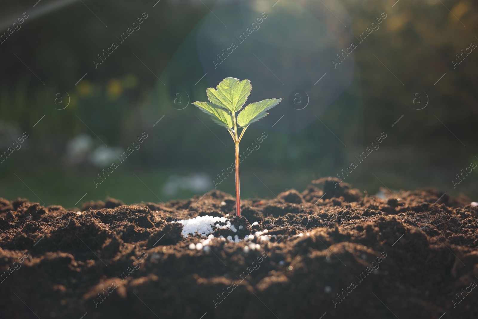 Photo of Young sprout growing in soil with granulated fertilizer outdoors