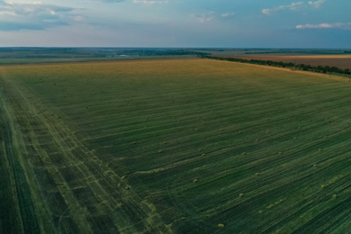 Aerial view of green mowed field outdoors. Agricultural industry