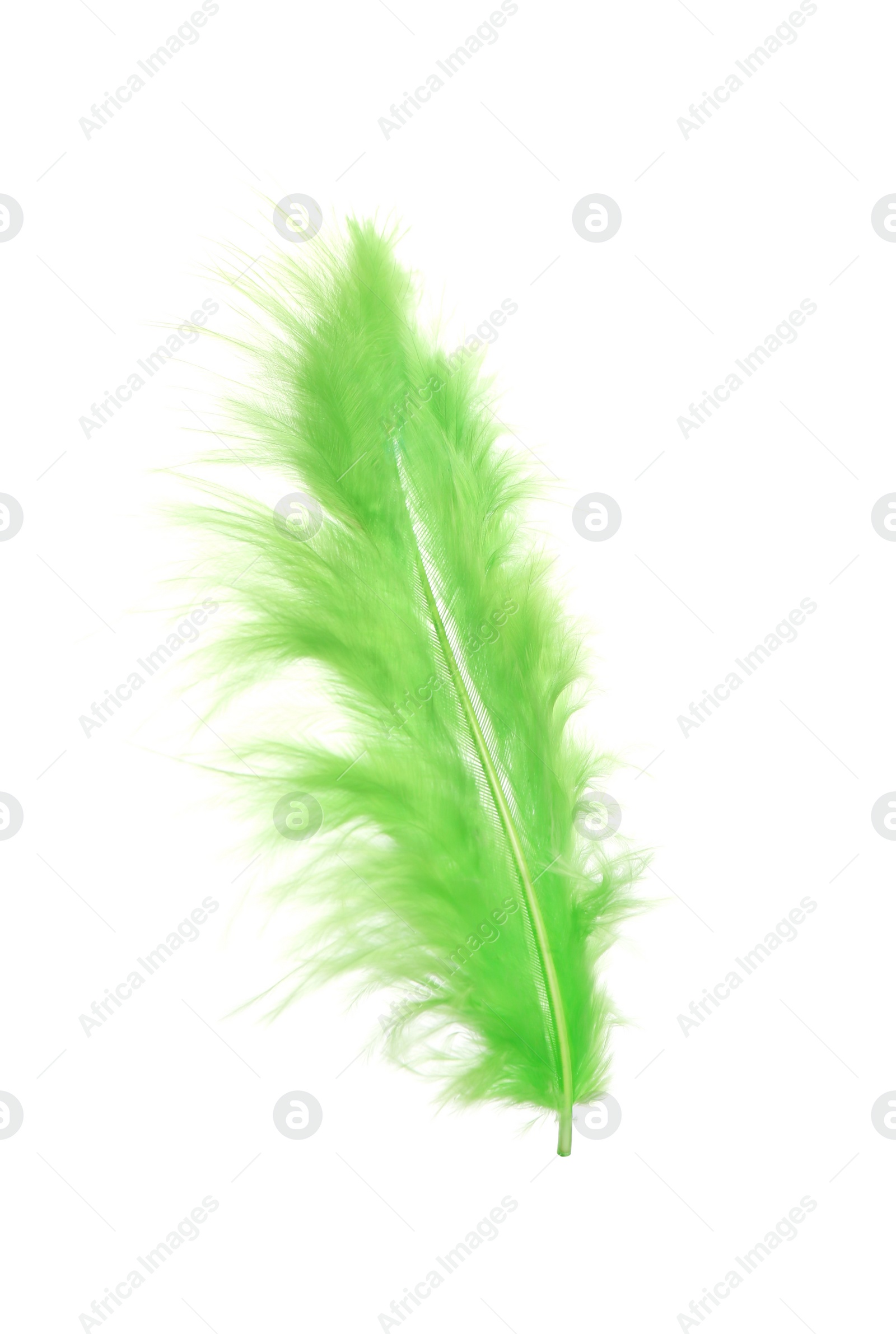 Photo of Fluffy beautiful green feather isolated on white