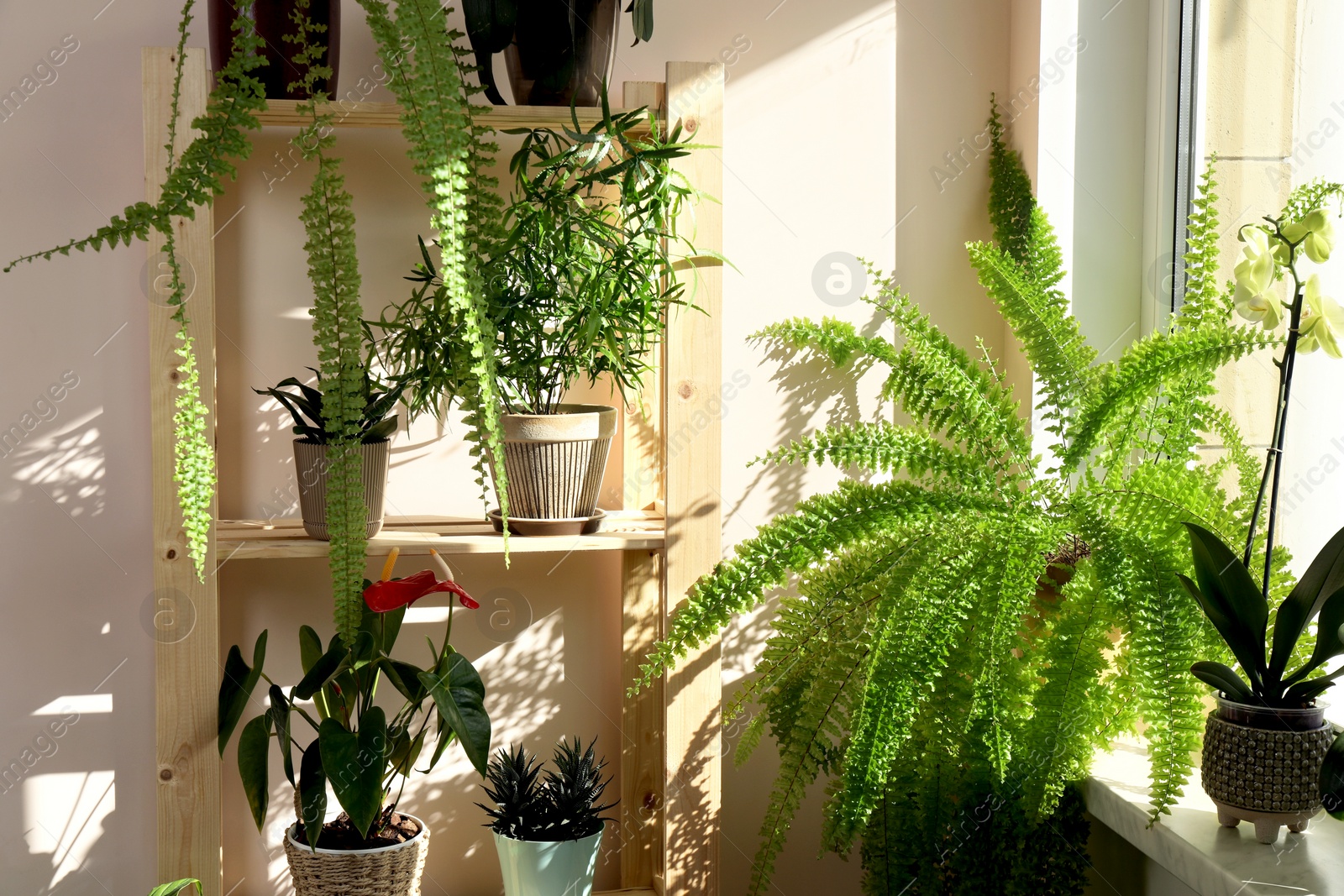 Photo of Beautiful houseplants in pots near window indoors. House decor