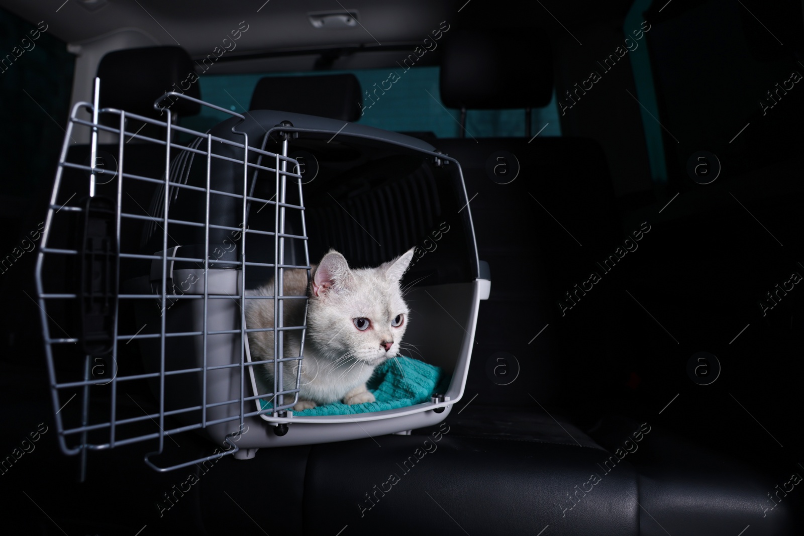 Photo of Cute white British Shorthair cat inside pet carrier in car