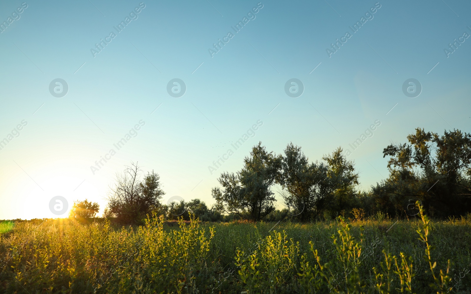 Photo of Beautiful field at sunrise. Early morning landscape