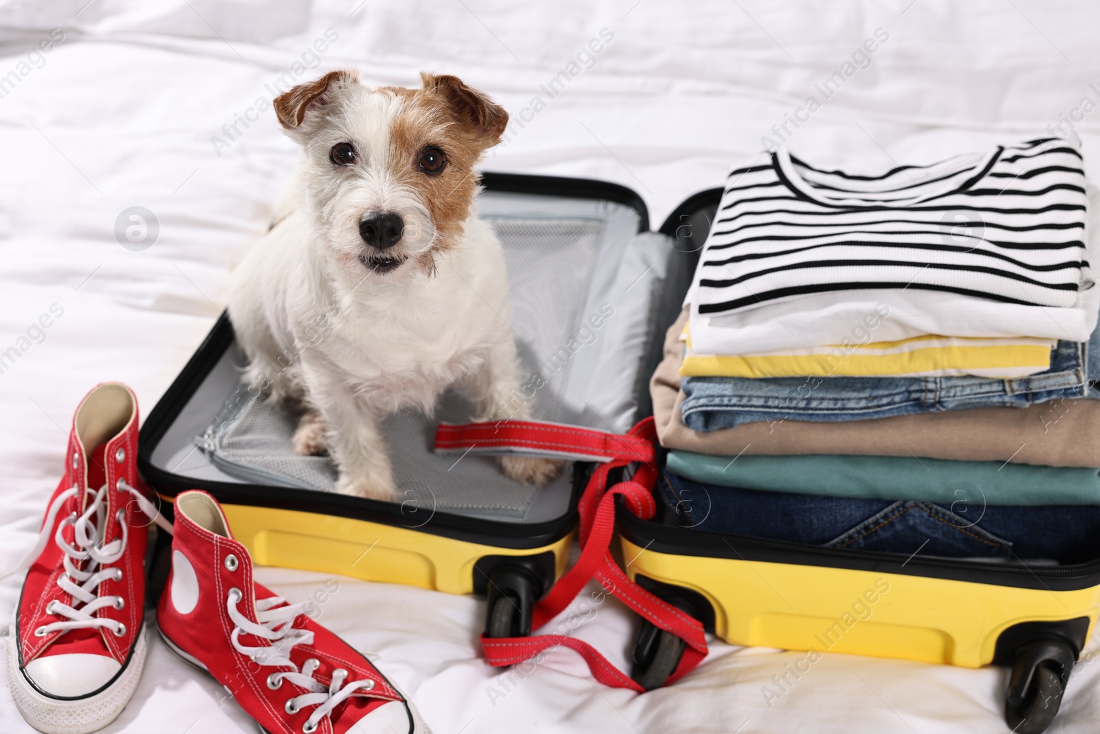 Photo of Travel with pet. Dog, clothes, shoes and suitcase on bed indoors