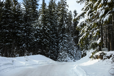 Empty road covered with snow in winter forest