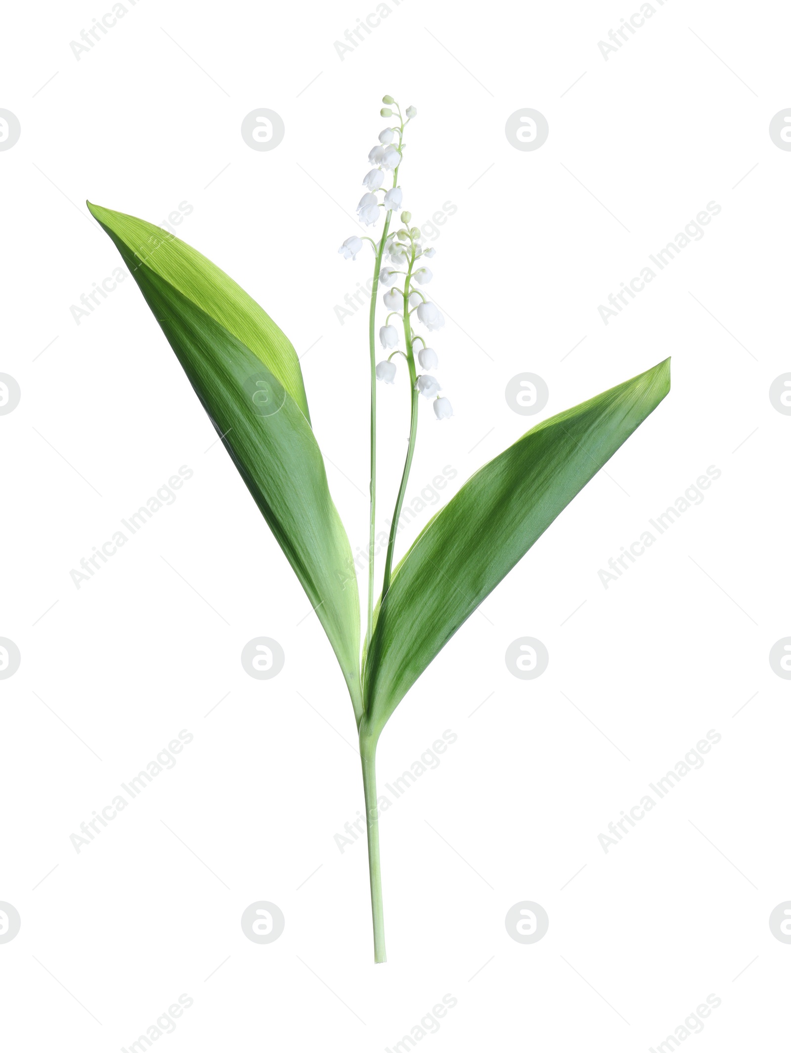Photo of Beautiful lily of the valley flowers with leaves isolated on white
