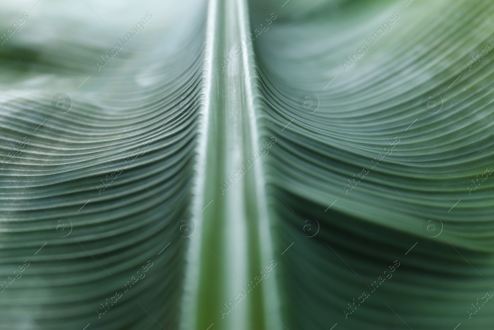 Photo of Green banana leaf as background, closeup view. Tropical foliage