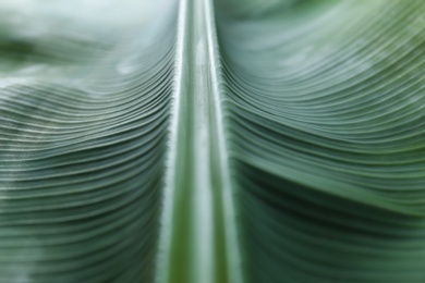 Photo of Green banana leaf as background, closeup view. Tropical foliage