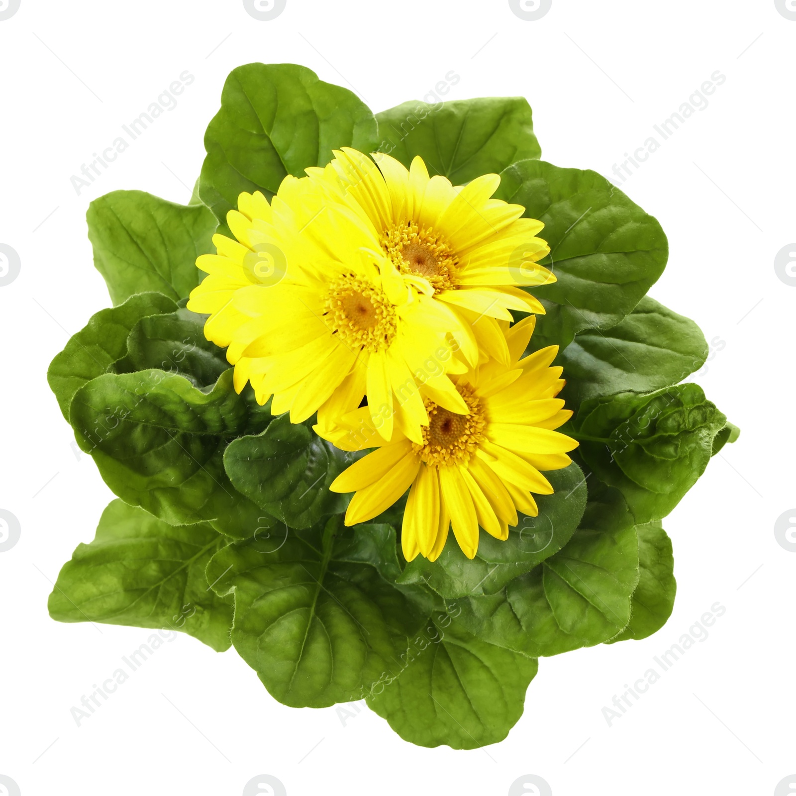 Photo of Beautiful blooming gerbera flower on white background, top view