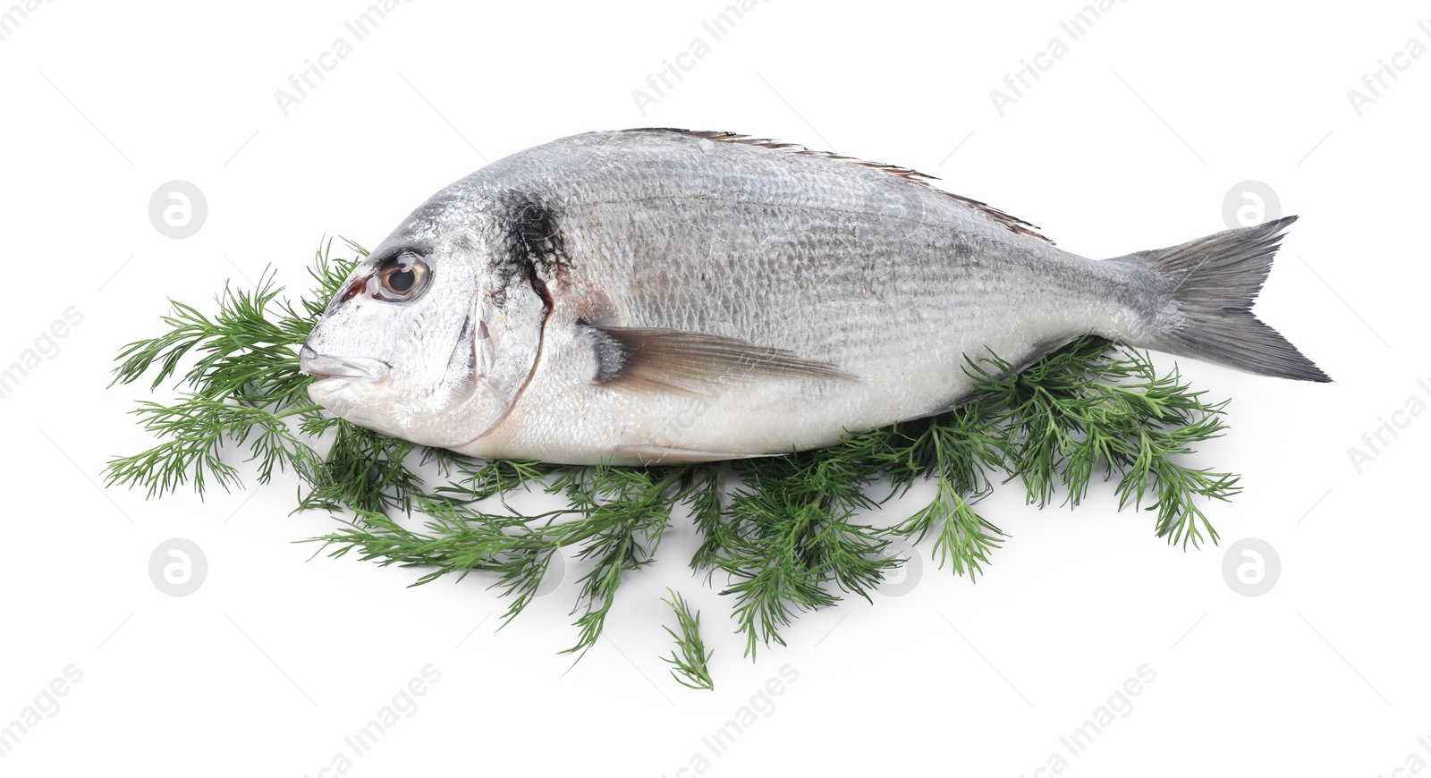 Photo of Raw dorado fish and dill isolated on white