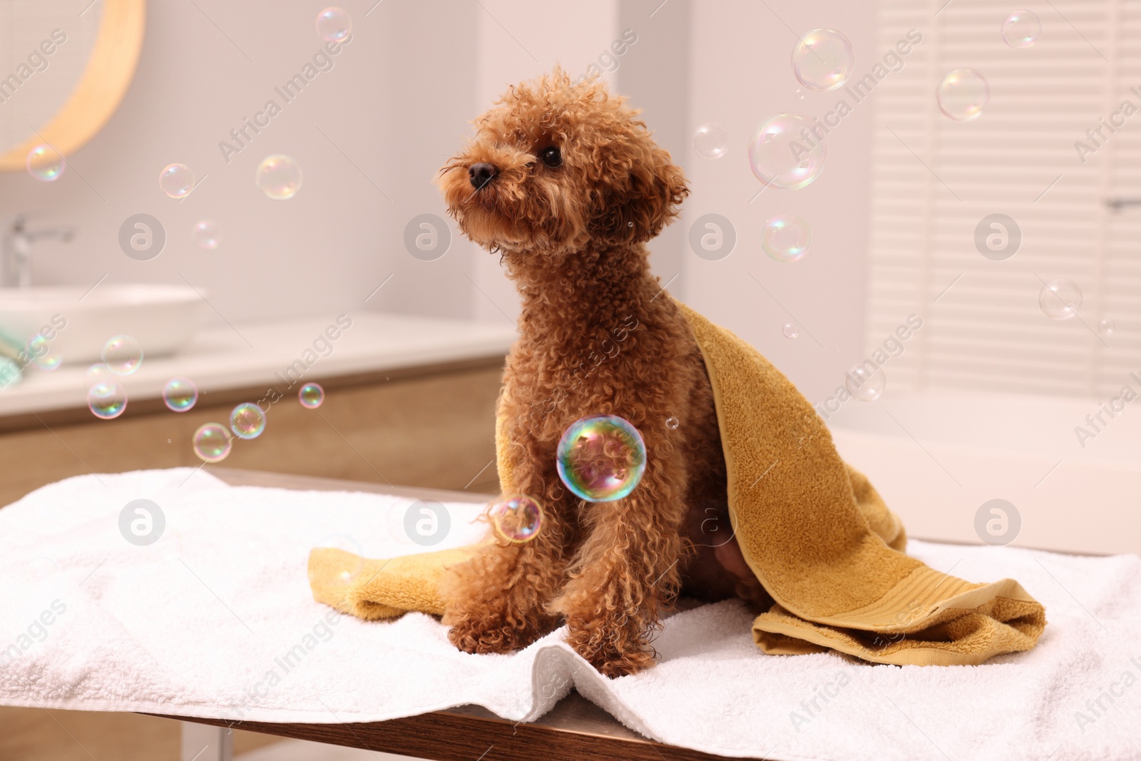 Photo of Cute Maltipoo dog wrapped in towel and soap bubbles in bathroom. Lovely pet