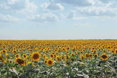 Photo of Beautiful blooming sunflowers in field on summer day