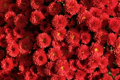 Beautiful fresh bouquet of colorful chrysanthemum flowers