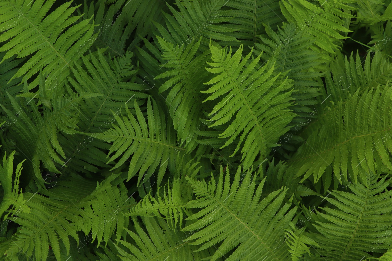 Photo of Beautiful fern with lush green leaves growing outdoors