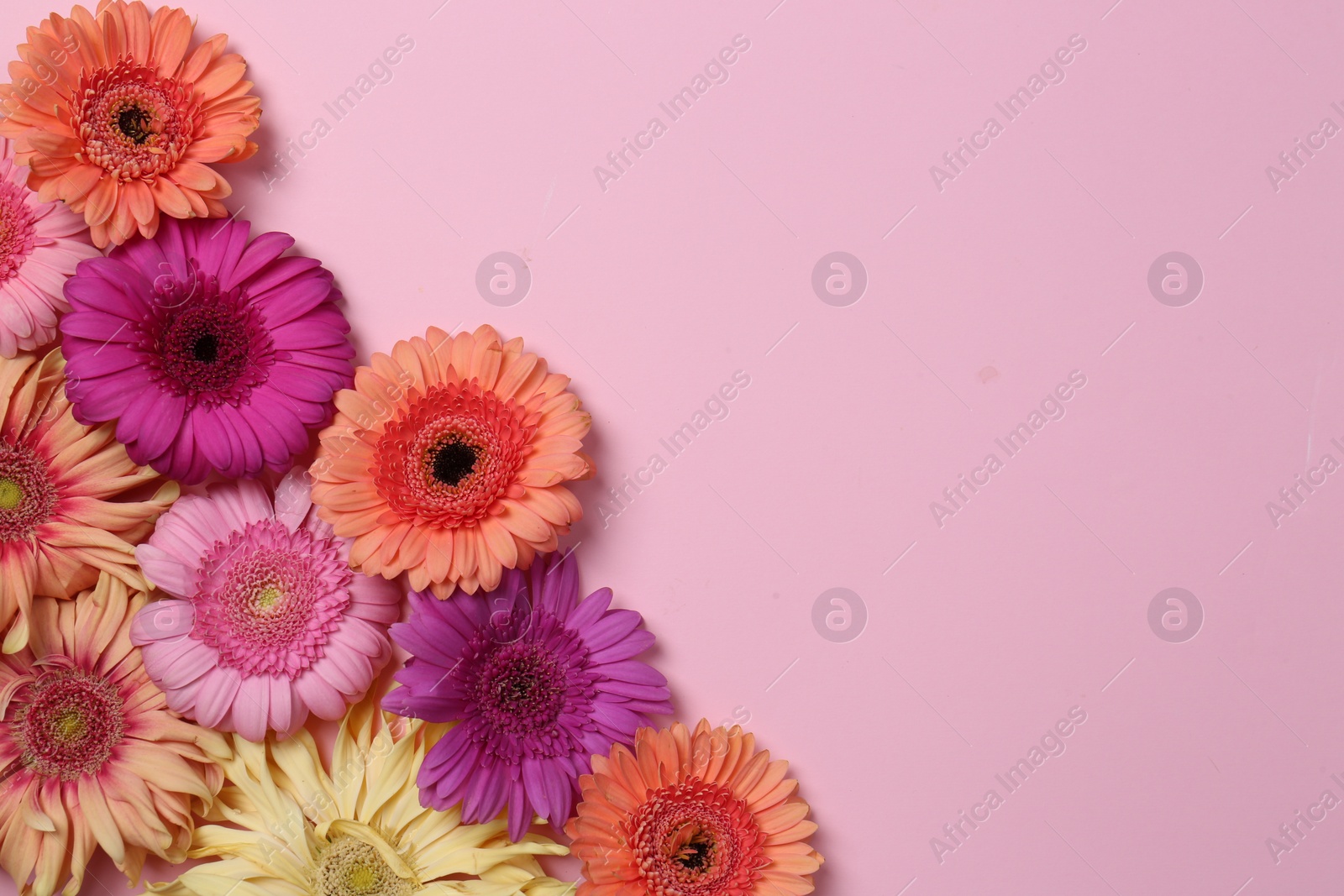 Photo of Flat lay composition with beautiful gerbera flowers on pale pink background, space for text