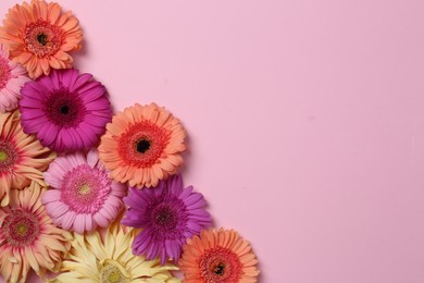 Flat lay composition with beautiful gerbera flowers on pale pink background, space for text