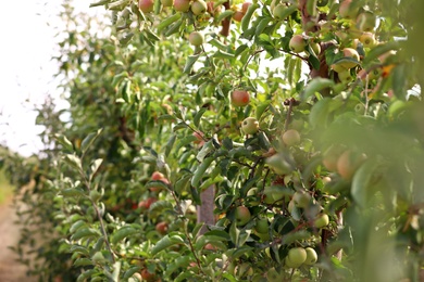 Photo of Beautiful view of apple orchard on sunny day