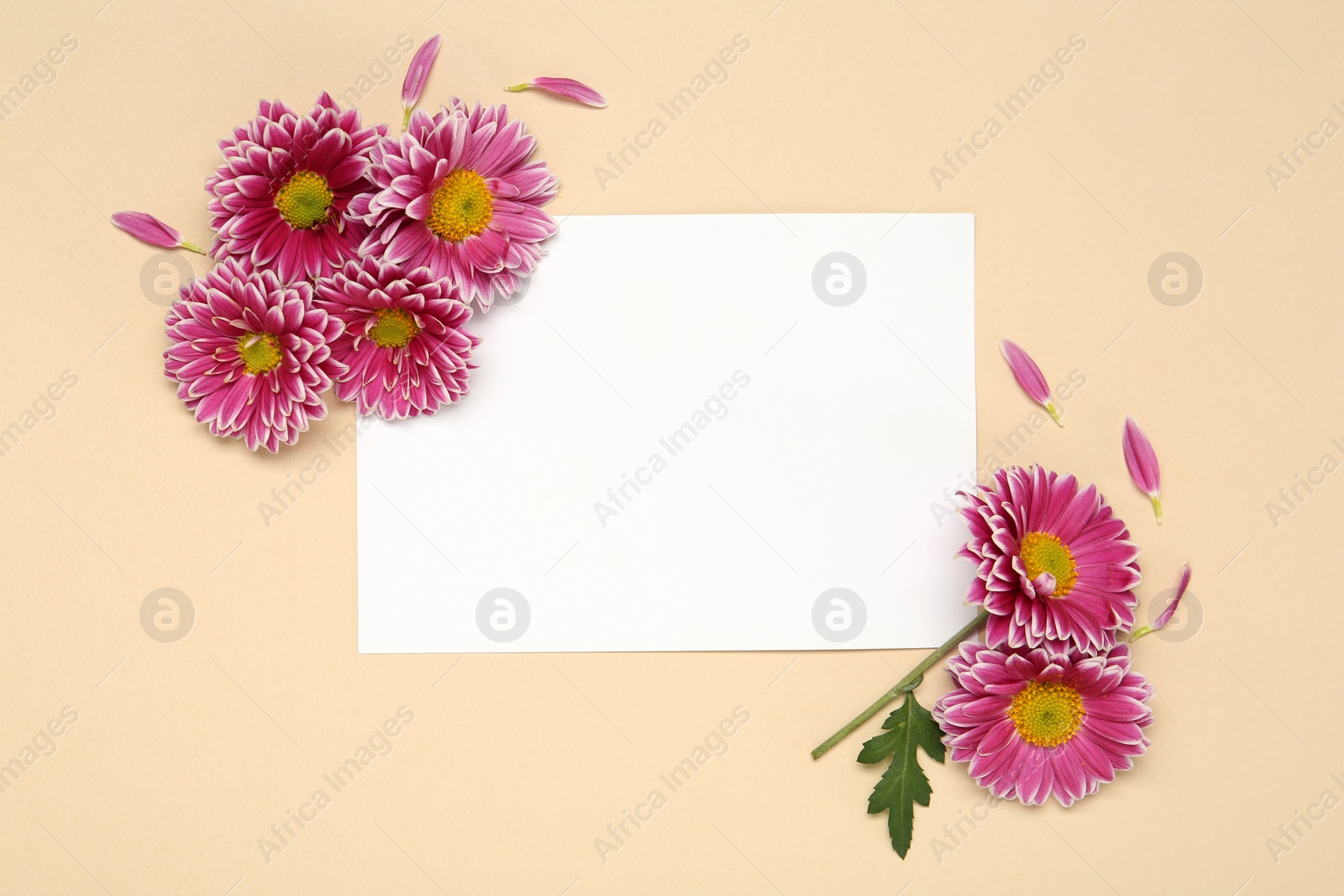 Photo of Beautiful chrysanthemums and blank card on beige background, flat lay. Space for text