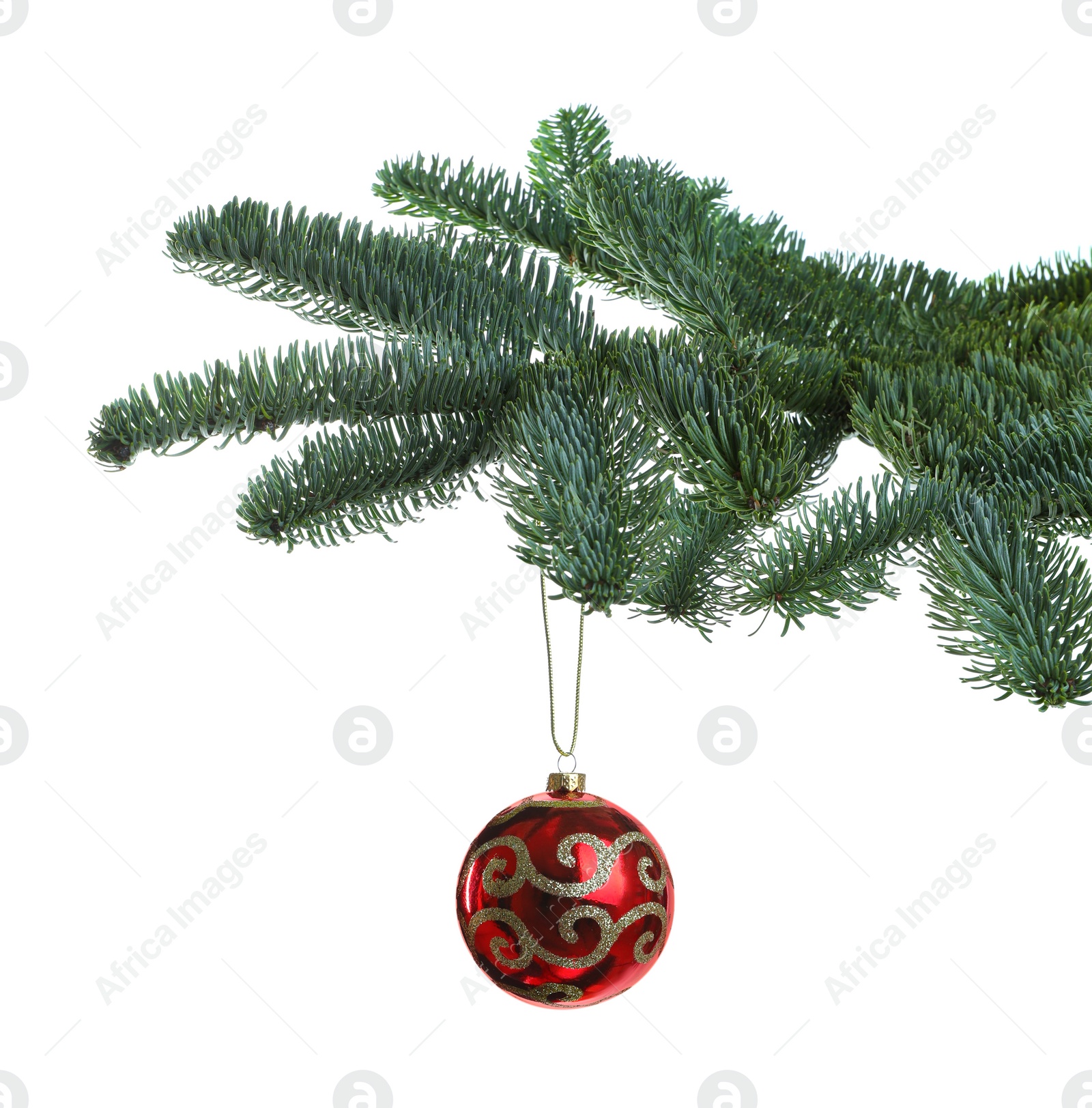 Photo of Beautiful Christmas ball hanging on fir tree branch against white background