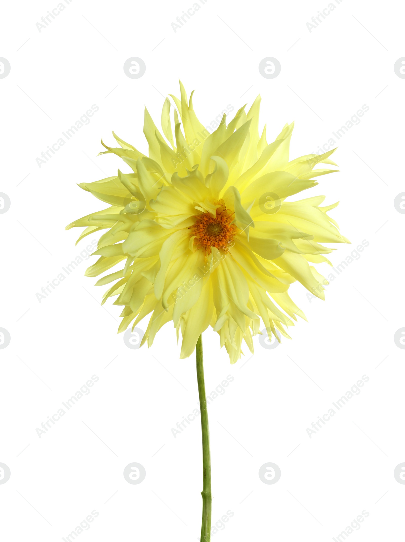 Photo of Beautiful yellow dahlia flower on white background