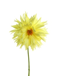 Photo of Beautiful yellow dahlia flower on white background