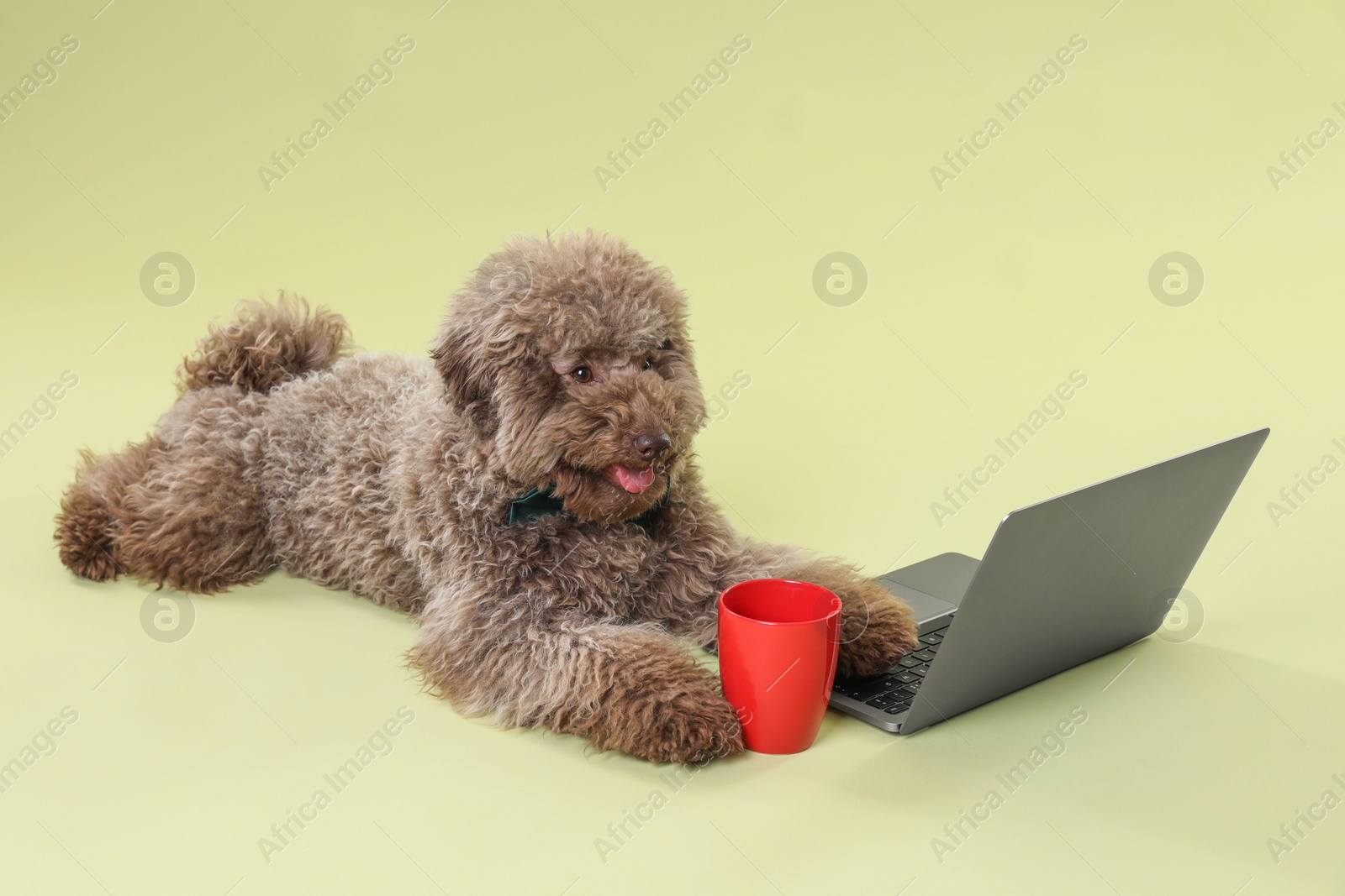 Photo of Cute Toy Poodle dog near laptop and cup on green background