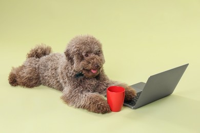 Cute Toy Poodle dog near laptop and cup on green background