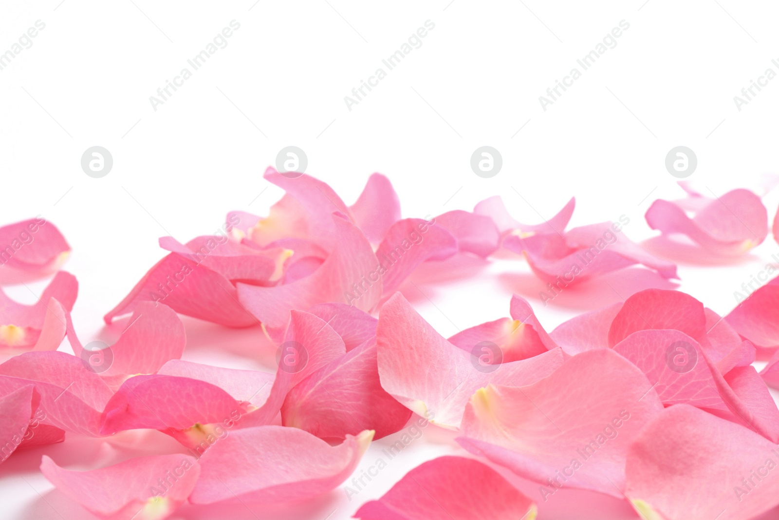 Photo of Fresh pink rose petals on white background