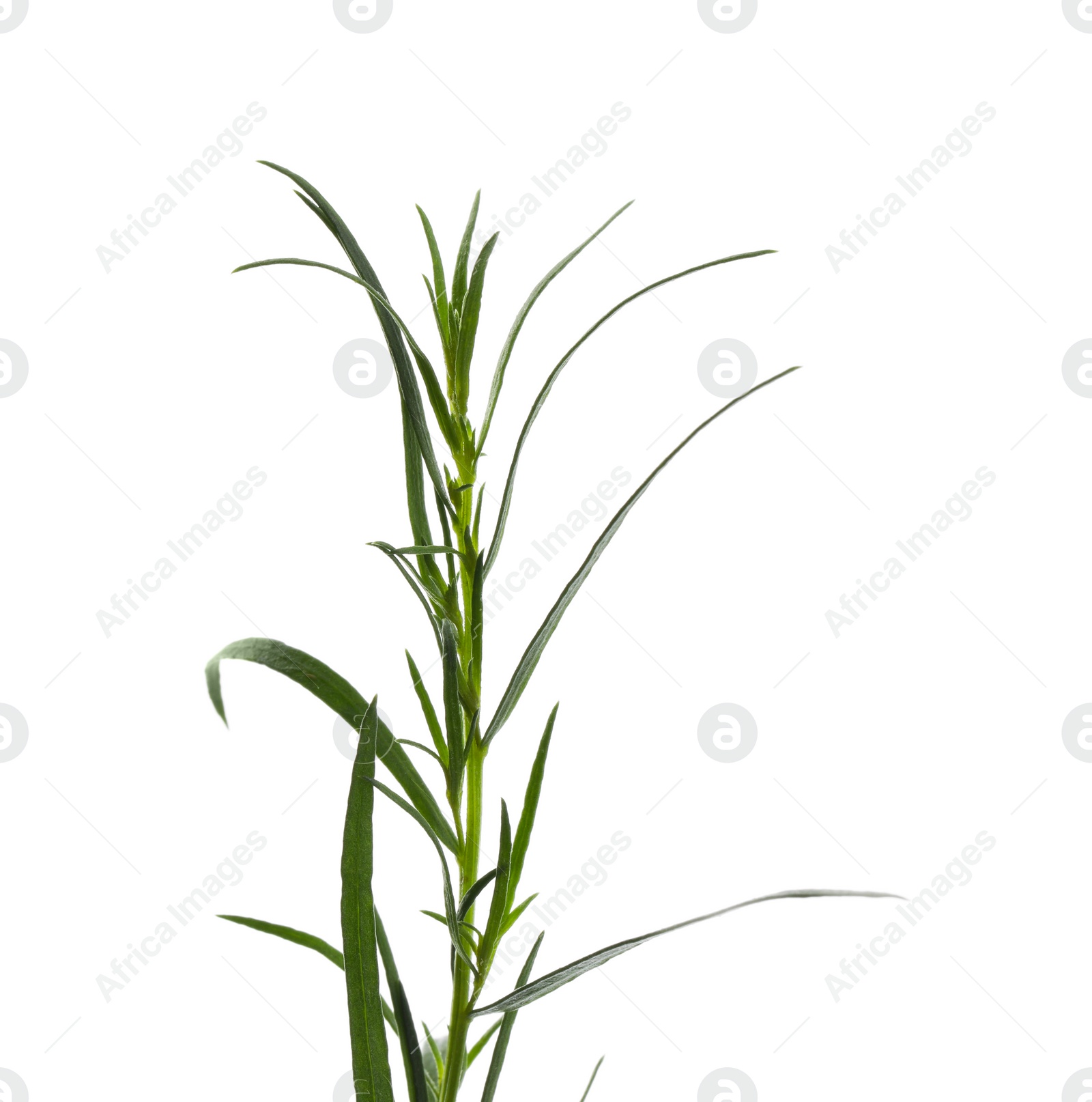 Photo of One sprig of fresh tarragon on white background