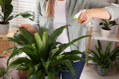 Photo of Woman spraying houseplants with water after transplanting at wooden table indoors, closeup