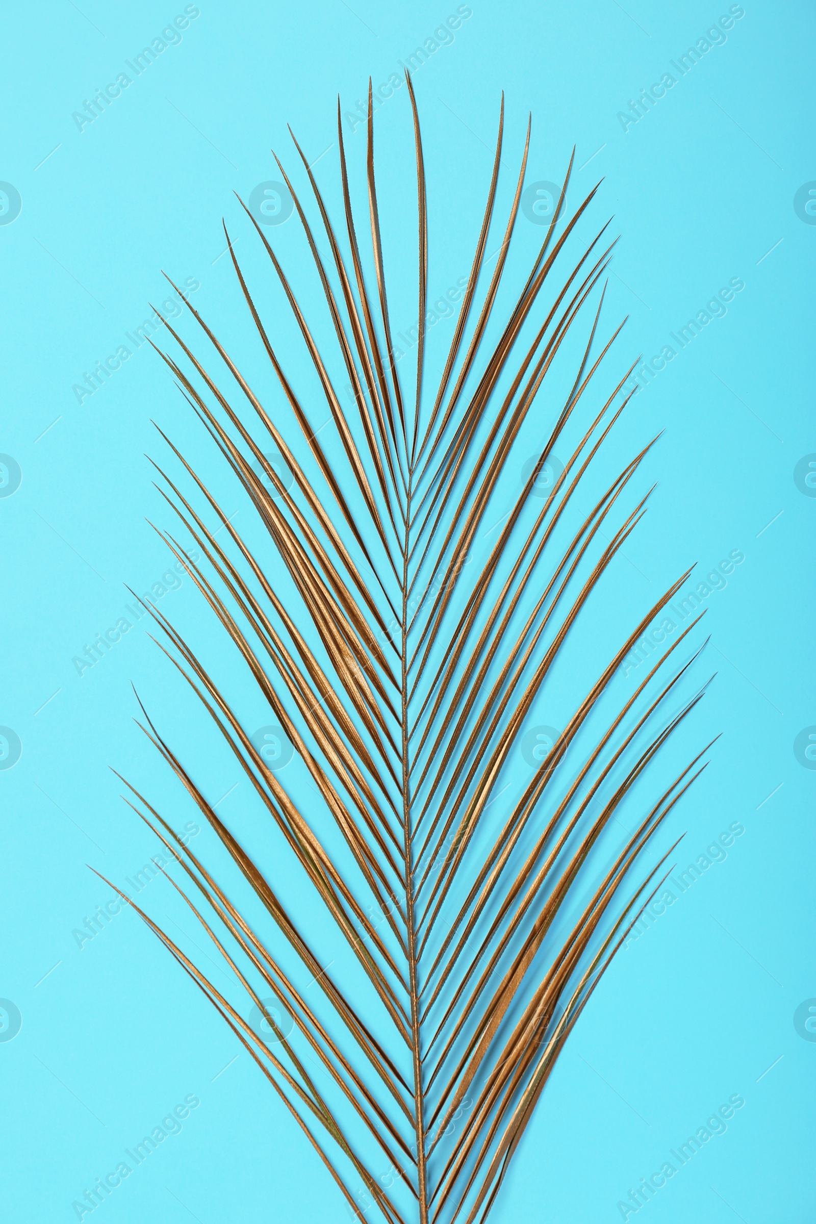 Photo of Painted tropical Date palm leaf on color background, top view