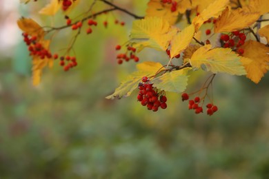 Photo of Rowan tree branches with red berries outdoors, space for text