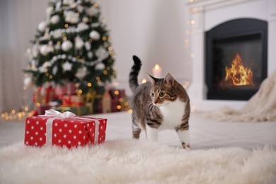 Photo of Cute cat near gift box in room decorated for Christmas