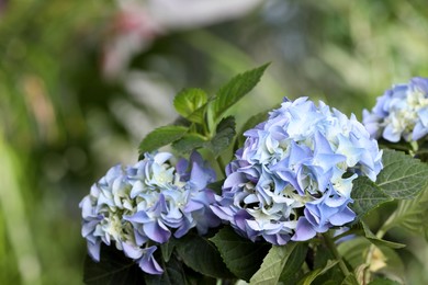 Photo of Beautiful hortensia plant with light blue flowers outdoors,  closeup