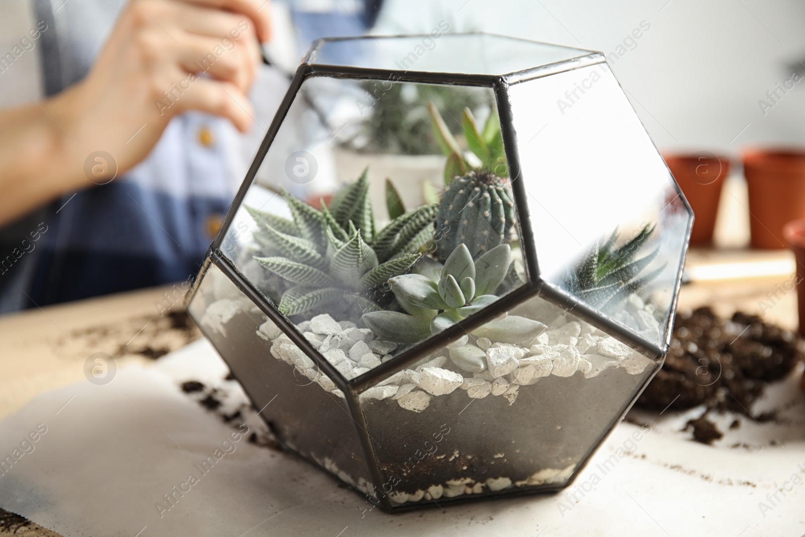 Photo of Woman and florarium with succulents at table, closeup. Transplanting home plants