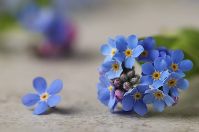 Photo of Beautiful Forget-me-not flowers on grey table, closeup