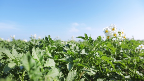 Beautiful field with blooming potato bushes on sunny day