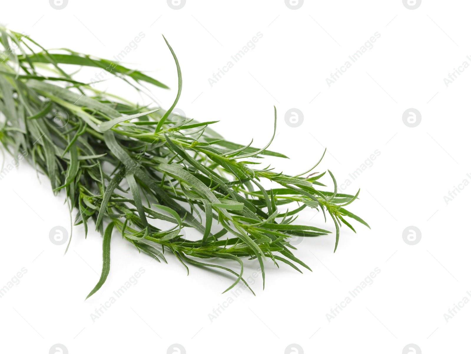 Photo of Bunch of fresh tarragon on white background