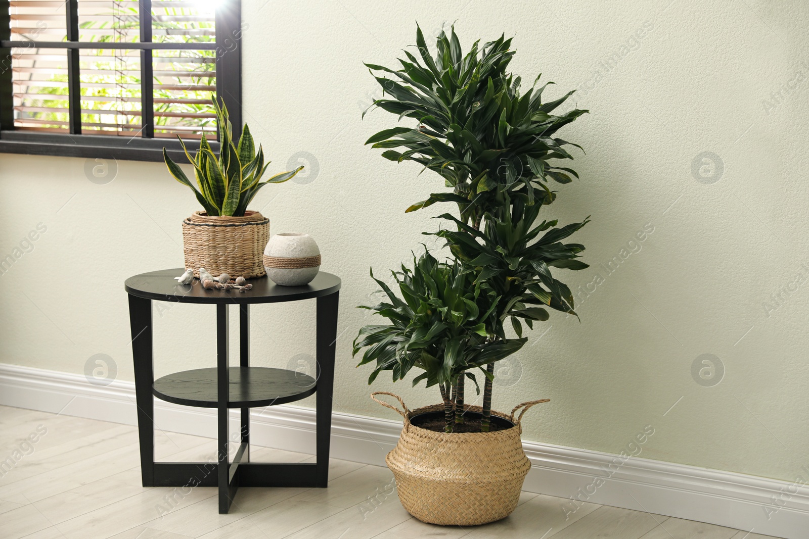Photo of Houseplants in wicker pots near white wall. Interior design