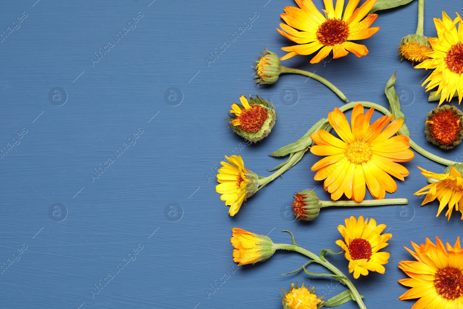 Photo of Beautiful fresh calendula flowers on blue wooden table, flat lay. Space for text