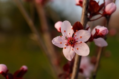 Photo of Branch of beautiful blossoming apricot tree outdoors, closeup. Spring season