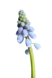 Photo of Beautiful spring muscari flower on white background