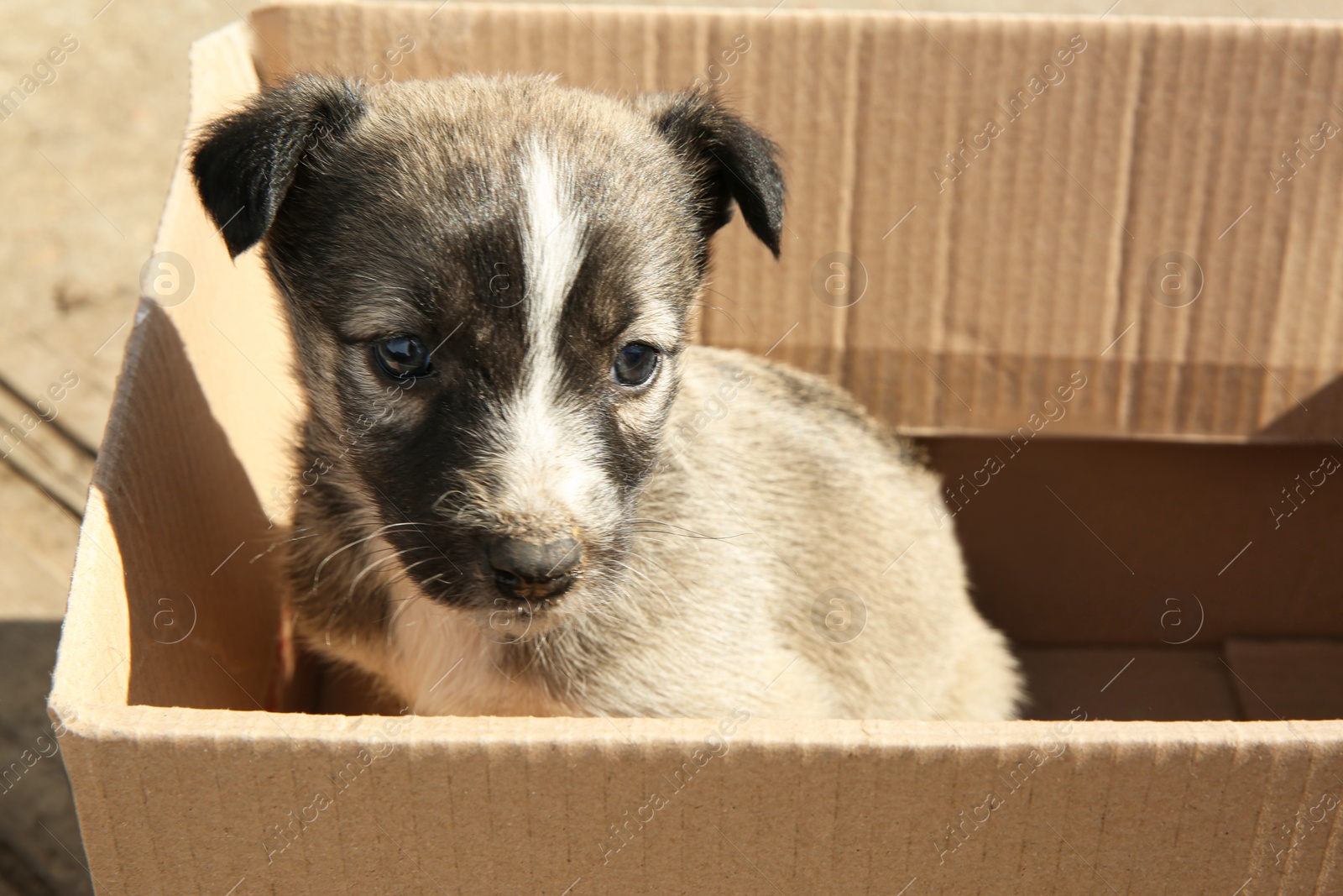 Photo of Stray puppy in cardboard box outdoors. Baby animal